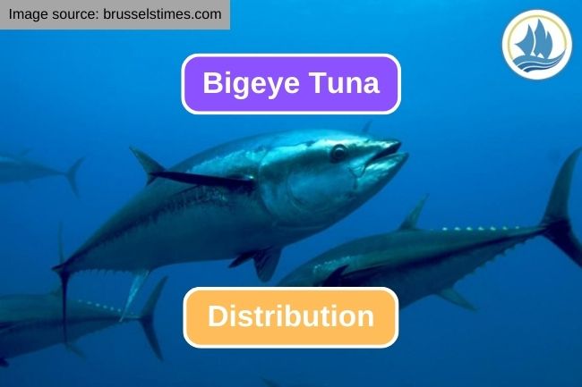 The Remarkable Range of Bigeye Tuna Distribution